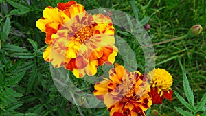 Marigold flower, mixture of oranges and yellows.