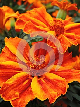 Marigold flower