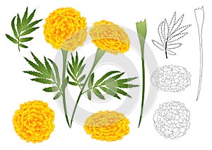 Marigold Flower Outline - Tagetes. Vector Illustration. isolated on White Background photo