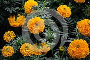 Marigold flower or Paper flower