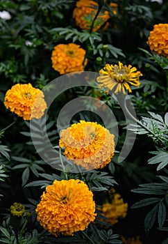 Marigold flower or Paper flower