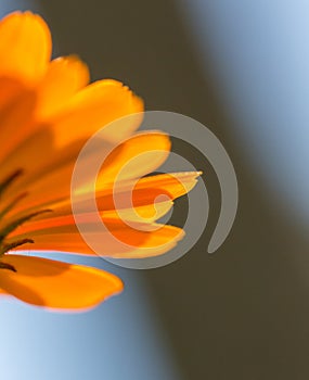 Marigold flower petals in close up