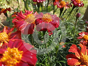 Marigold Flower plant