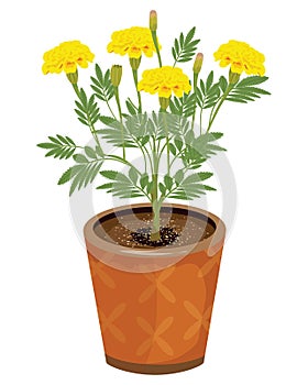 Marigold flower in pot vector design photo