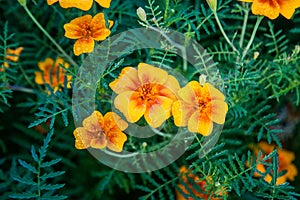 Marigold flower photo