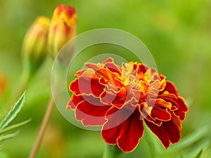 Marigold flower