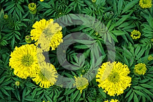 Marigold flower or Tagetes blooming with green leaves background