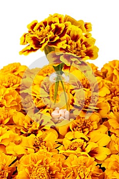 Marigold flower in transparent jar on yellow flowers. Isolated