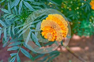 Marigold Flower On Tree With Leaves & Banches In The Garden.