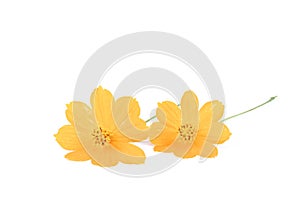 Marigold flower on white background