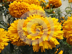 Marigold flower in winter season creat cute view