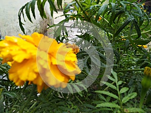 Marigold flower in winter season creat cute view