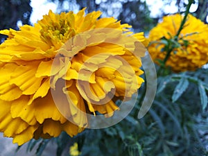 Marigold flower in winter season creat cute view