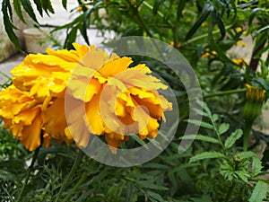 Marigold flower in winter season creat cute view