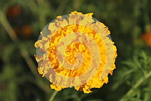 Marigold flower yallow in the morning time