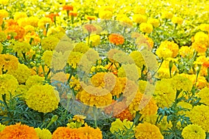 Marigold Flowerbed 2