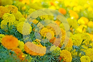Marigold Flowerbed