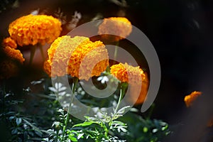 Marigold flowers