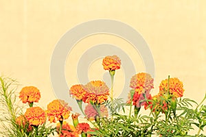 Marigold Flowers