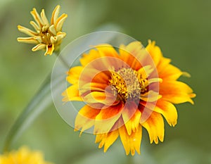 Marigold flowers