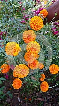 Marigold flowers