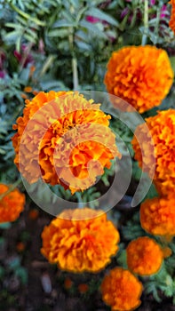 Marigold flowers