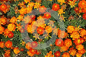 Marigold flowers from the Aster family