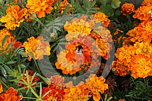 Marigold flowers from the Aster family