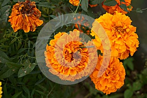 Marigold flowers from the Aster family