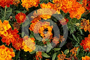 Marigold flowers from the Aster family