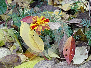 Marigold flowers autumn bloom garden yellow leaves