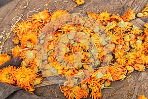 Marigold flowers being harvested in Faiyum