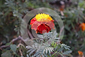 Marigold flowers bloom in the garden with yellow and red color mixture-Treasure flower mixture background stock images