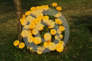 Marigold flowers blooming in garden