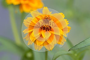 Marigold flowers