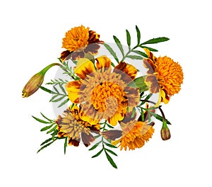 Marigold flowers, buds and leaves in a floral arrangement isolated on white background