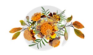 Marigold flowers, buds and leaves in a floral autumn arrangement isolated on white background