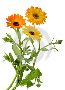 Marigold flowers calendula officinalis isolated without shadow