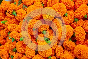 Marigold flowers close-up views. Colorful light orange flowers background