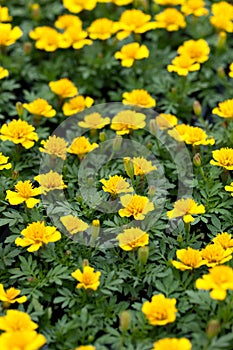 Marigold Flowers Closeup