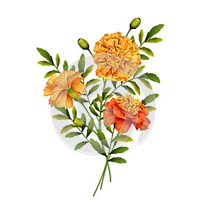 Marigold Flowers Design