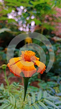 marigold flowers in the field flo