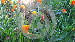Marigold flowers filmed at sunset
