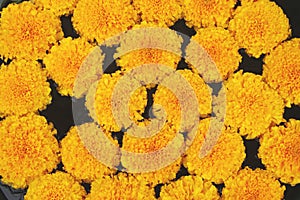 Marigold Flowers Floating on Water Surface