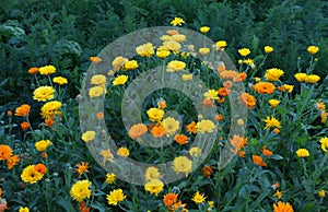 Marigold Flowers photo