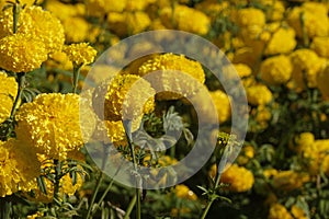 Marigold flowers in the garden. Marigold is a genus of flowering plants