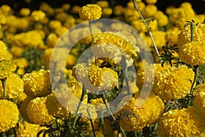 Marigold flowers in the garden. Marigold is a genus of flowering plants