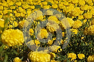 Marigold flowers in the garden. Marigold is a genus of flowering plants