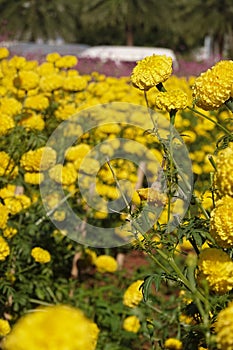 Marigold flowers in the garden. Marigold is a genus of flowering plants