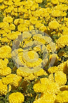 Marigold flowers in the garden. Marigold is a genus of flowering plants